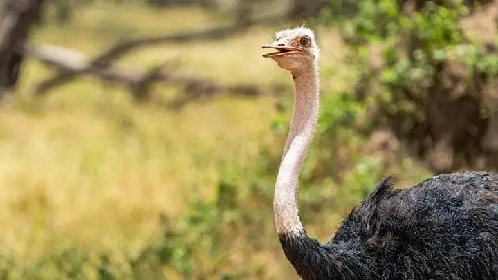 common ostrich close